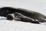 Weddel seal pup