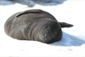 Elephant seal pup, a couple days old