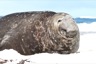 A big elephant seal male, the bruising comes from fighting over females