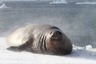 A huge elephant seal male
