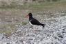 One of the Falkland Island's birds