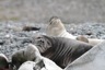 Elephant seal pups resting on old whale bones