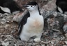 Another chinstrap chick that just hatched