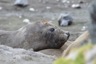 Elephant seal