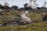 Giant southern petrel