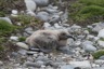A young skua