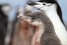 Chinstrap chicks have gray eyes