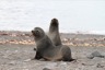 Fur seals in front of the hut