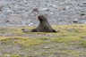Another fur seal