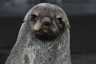 Fur seal