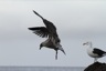 An adult kelp gull on the right