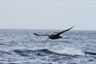 Giant petrel