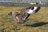 Badass skua