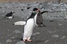 A gentoo at the beach