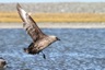 Have a look at the brighter feathers. There are two species of skuas living here: south polar and brown. Since they interbreed, it's hard to determine the species of certain birds.
