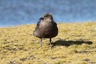 Another skua by the lake
