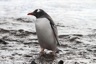 A wet gentoo