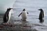 Gentoos on the beach. They will stick with us for the winter