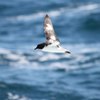 Cape Petrel