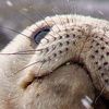 a young female elephant seal lying near Copacabana