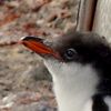 gentoo chicks