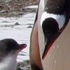 gentoo colony