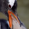 gentoo feeding