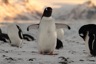 Gentoo penguin
