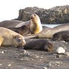 Elephant seals at Lions Rump