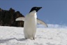 Adeli penguin