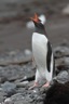Gentoo penguin