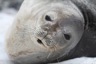 Weddel seal