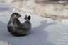 Weddel seal at Patelnia