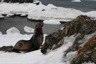A fur seal