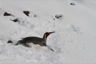King penguin