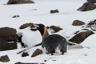 King penguin