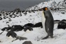 King penguin