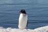 Gentoo penguin
