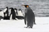 Our sole king penguin