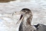 Giant petrel in a rare closeup