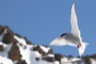 Antarctic tern