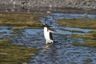 Gentoo penguin