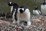 Gentoo chick