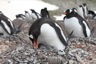 Gentoo chick