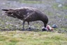 Skua feeding on a chick